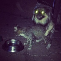 Артем Кушнир