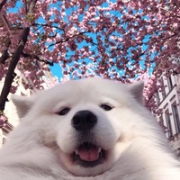 Ильсаф Мусин