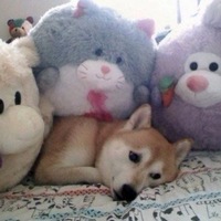 Александр Ураков