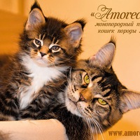 Виталик Волощук