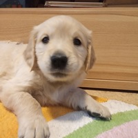 Егор Казаев