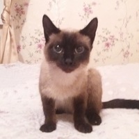 Mrnova Nova