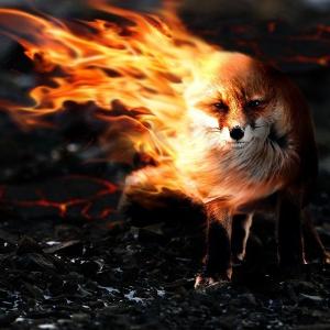 Foxy_Fire