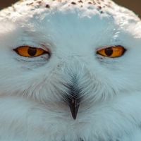 Андрей Былинкин