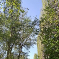 Даня Шпалов