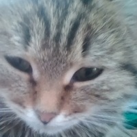 Ярослав Волков