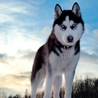 Илья Байков