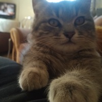 Миша Демкович