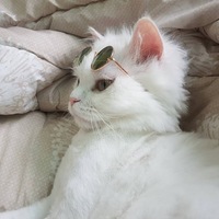 Даня Вишневский