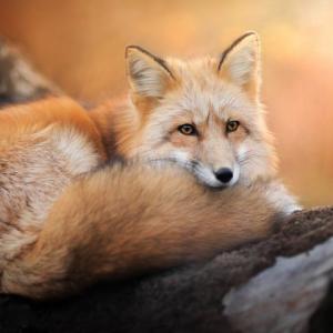 _Fox_