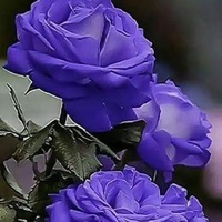 Алия Заитова