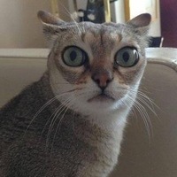 Дима Шаповалов