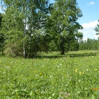 Vavka Vavka