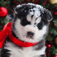 Анна Максимовна