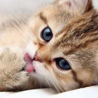 Андрей Кот(1)