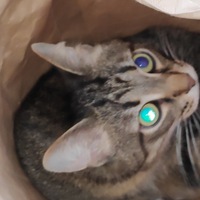 Анатолий Ершов