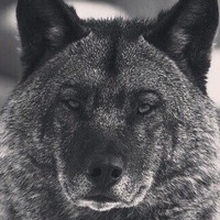 Максимум Позитива