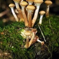 игорь чирков