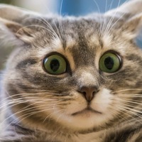 Андрей Харламов