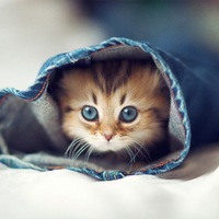 Настя Лафинкова