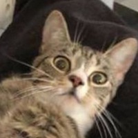 Андрей Волков