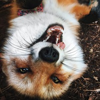 Сергей Афер