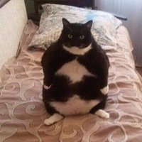 Миша Горохов