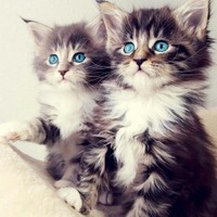 Шура Афанин