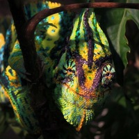 Андрей Солошук