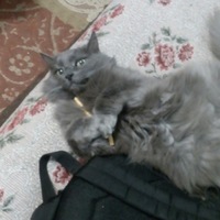 Кирилл Перов