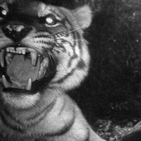 Айдар Багаудинов