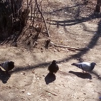 Максим Мухаметдинов