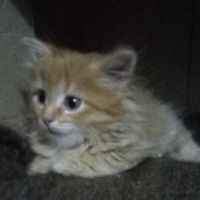 Егор Хомяков