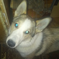 Алексей Синцов