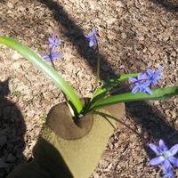 Антон Никифоров