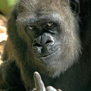 ОБЕЗЬЯНКА ЧИ ЧИ