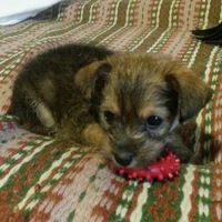 Владимир Ярошинский