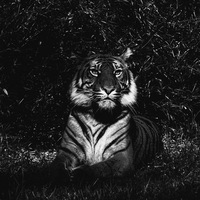 Булат Солтангараев