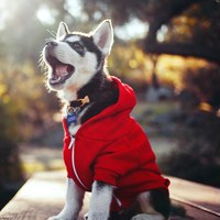 Кирилл Песков