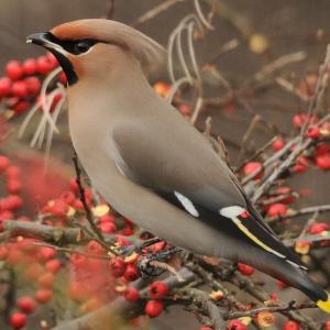 Look Bird