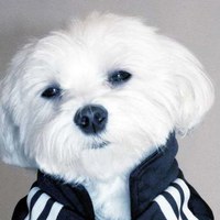 Рома Львов