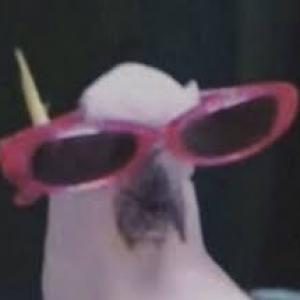 P0pUGA1