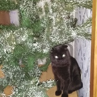 Глеб Мироевский