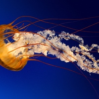 Эрнест Абдеев