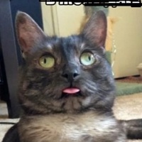 Рома Коньшин