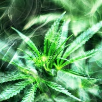 Ярослав Вишневский