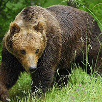 Артур Габара