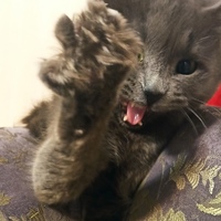 Анастасия Морозова