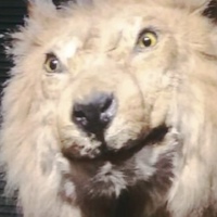 Костя Головаш