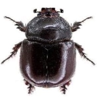 Вячеслав Торопов